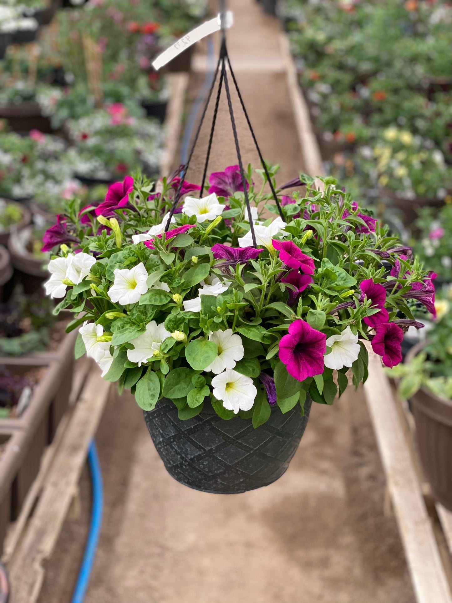 12" Premium Sun Hanging Basket