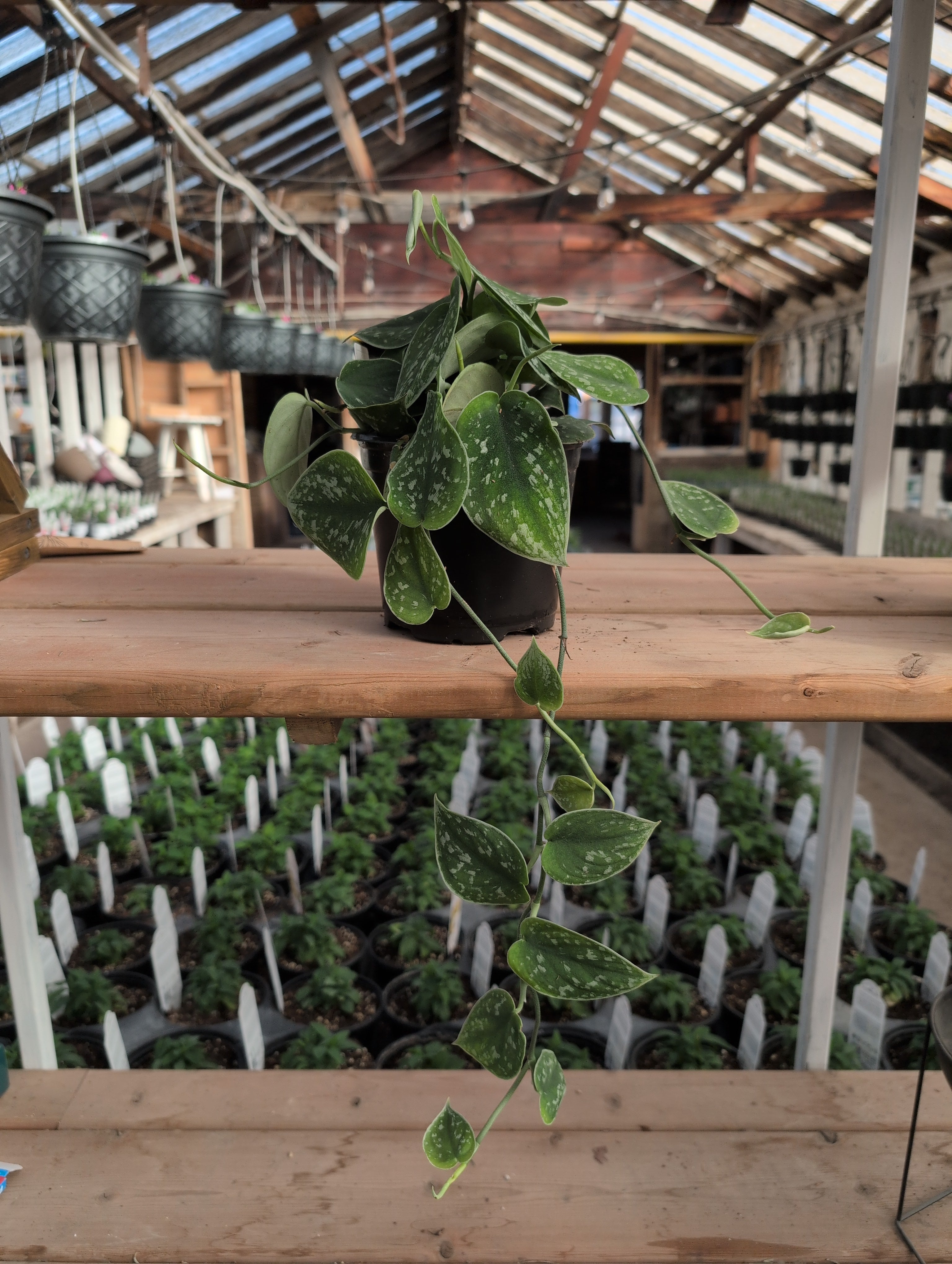 pothos silvery ann Pothos Silvery Ann – Riverdene Garden Centre