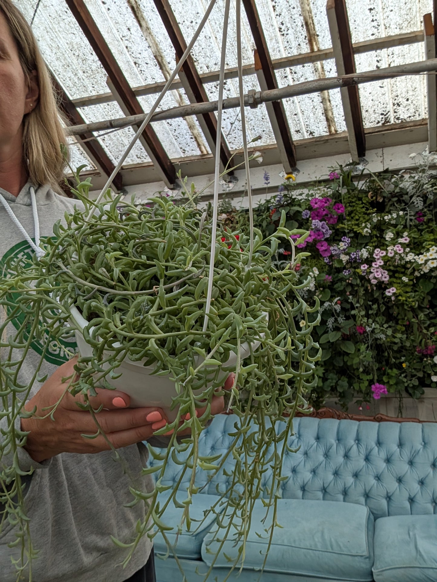 Senecio String of Dolphins (6")