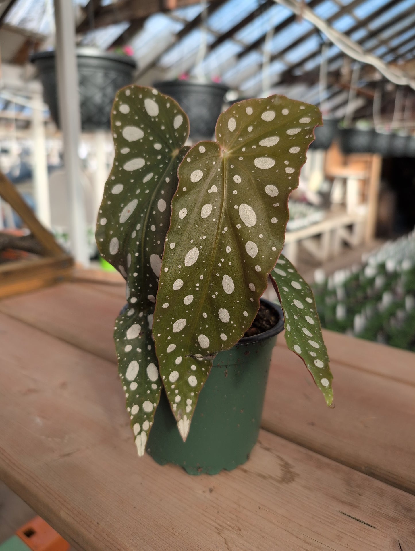 Begonia Maculata