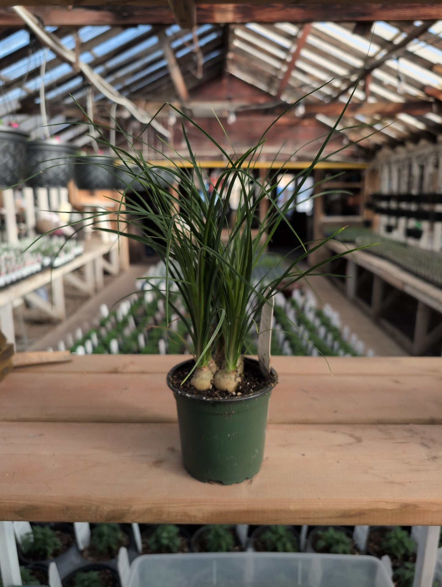 Pony Tail Palm