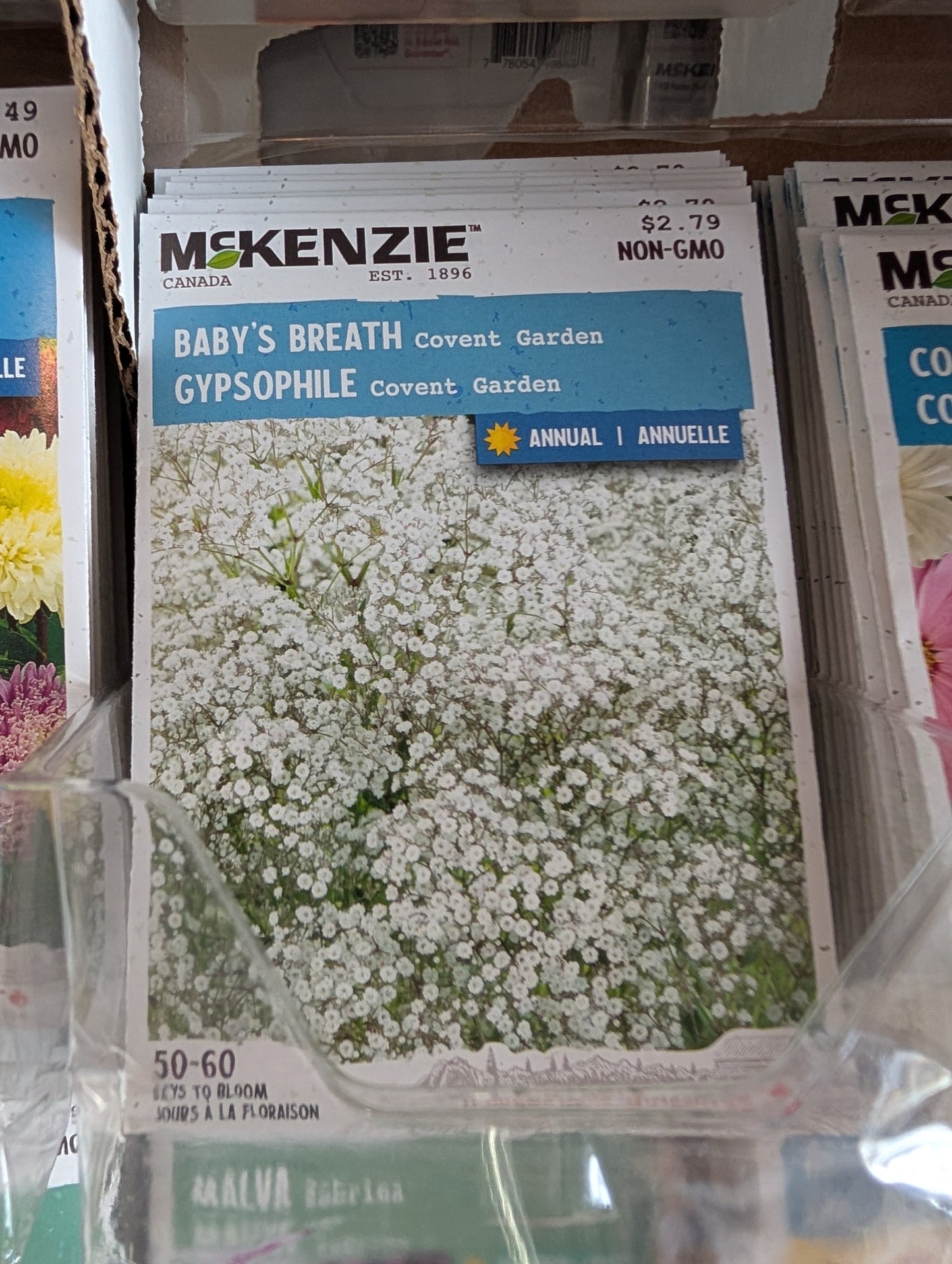 Baby's Breath Covent Garden