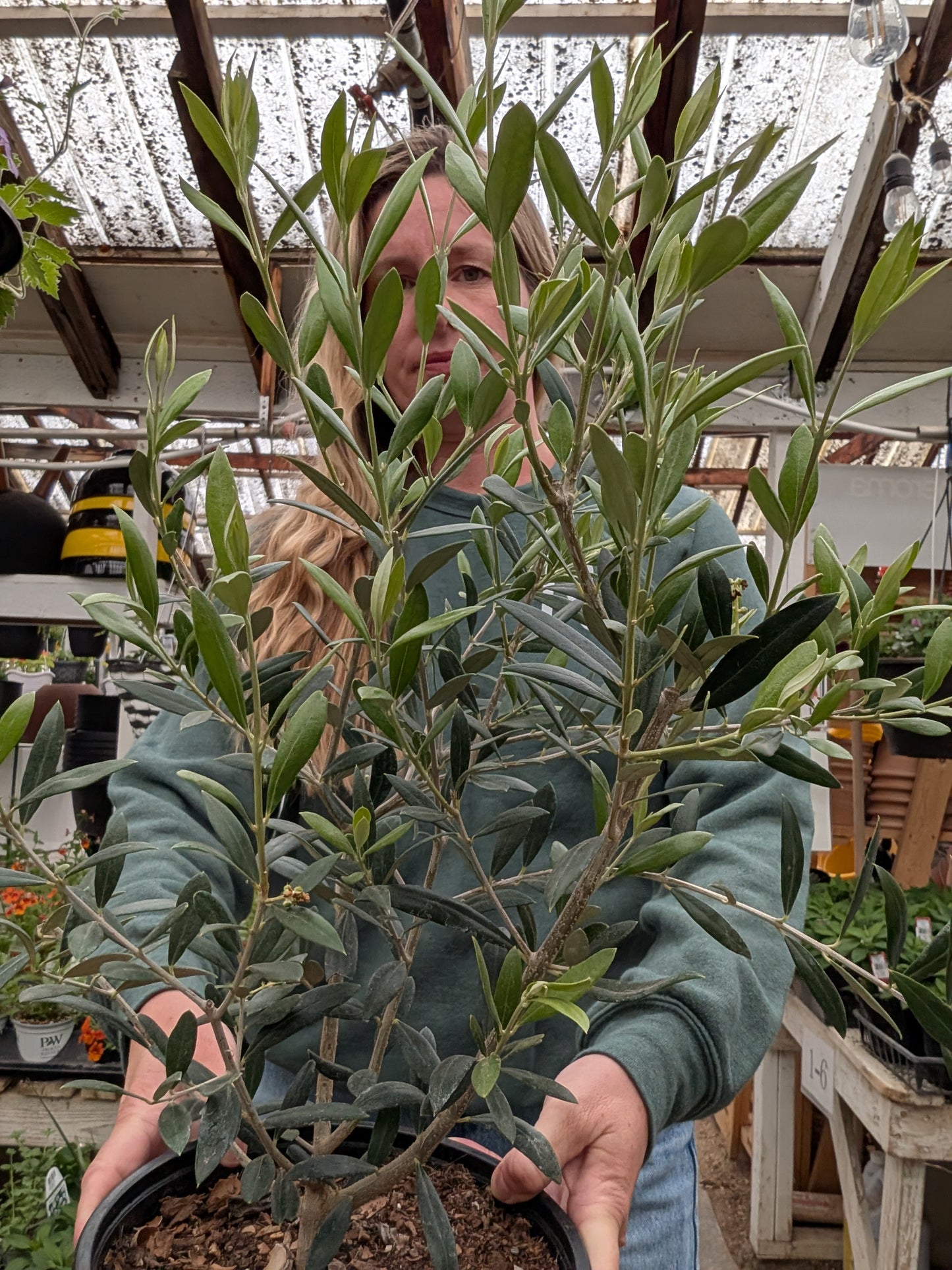 8" Olive Tree