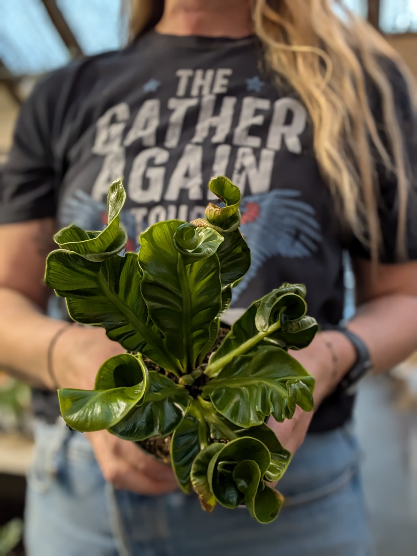 Fern Asplenium Nidus Cobra