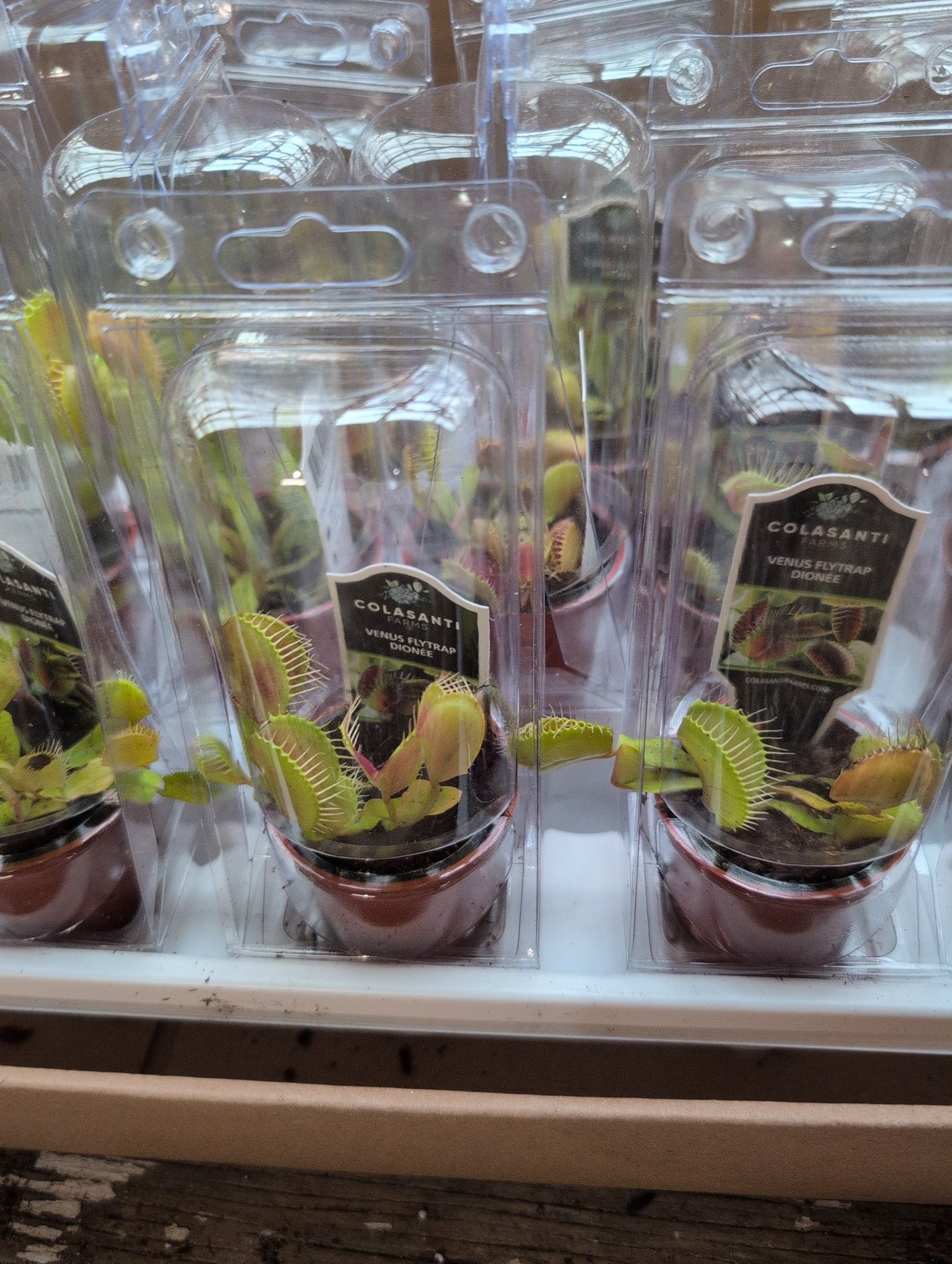 Venus Fly Trap