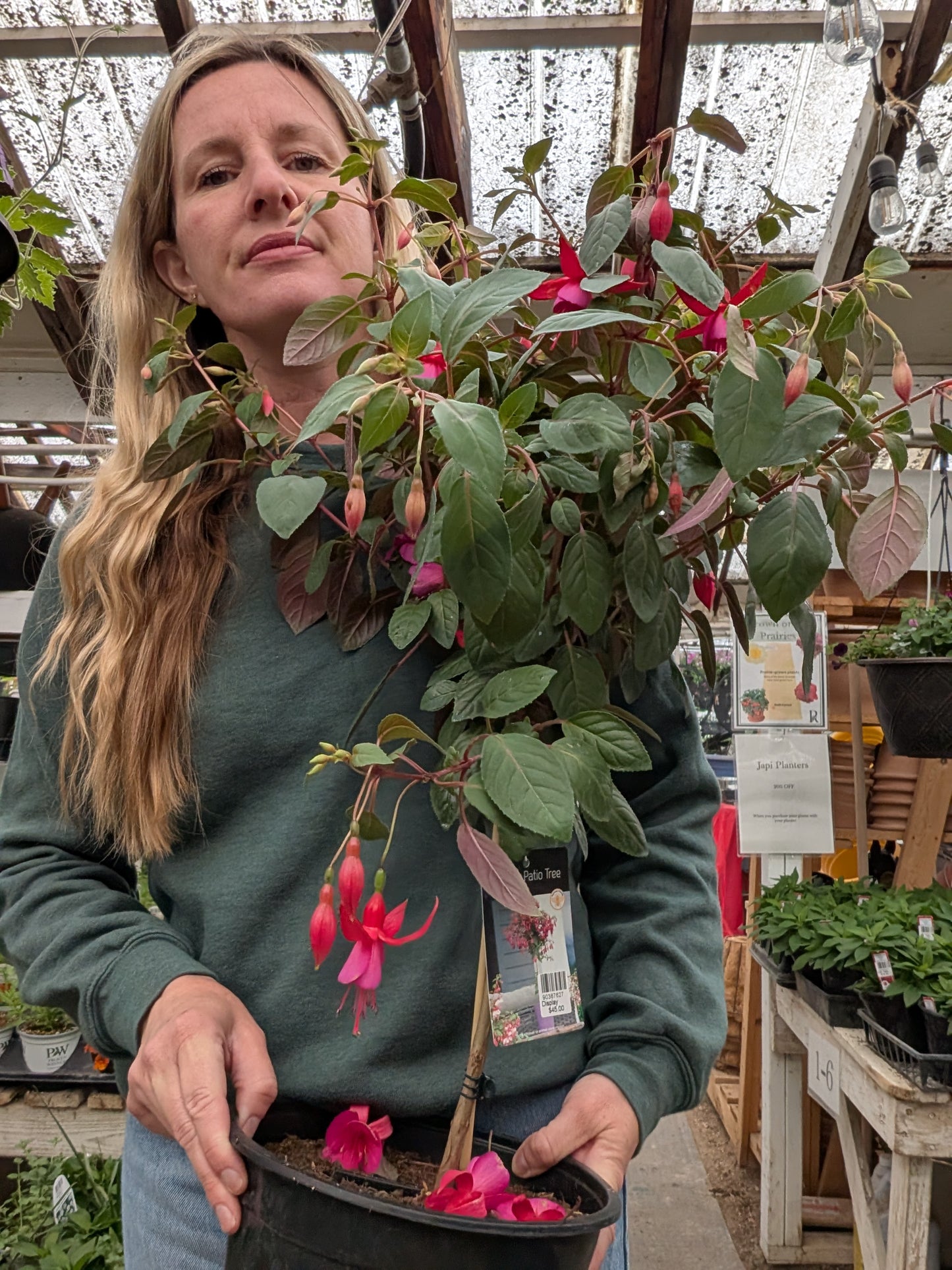 'Display' Fuchsia Standard
