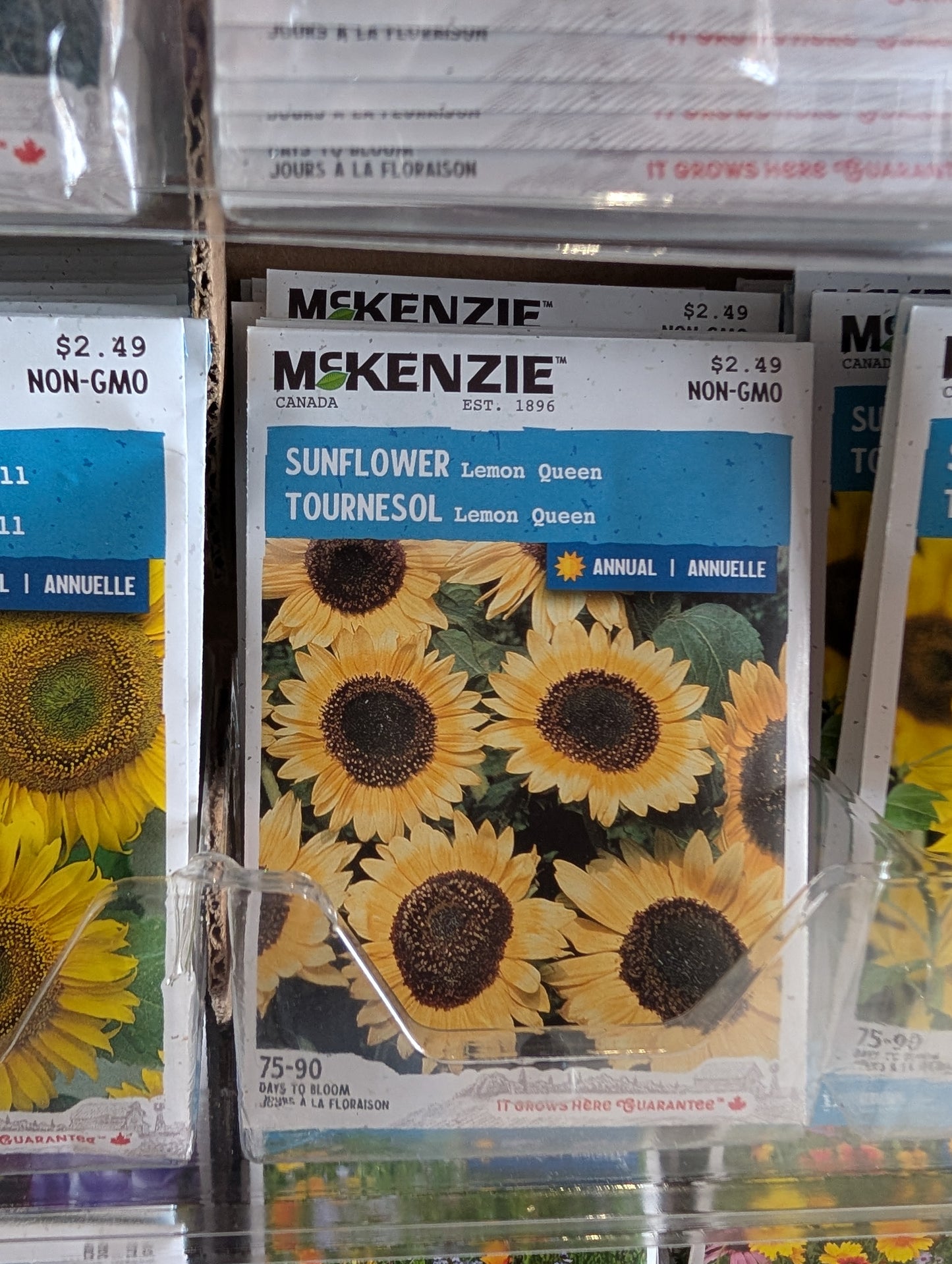 Lemon Queen Sunflower