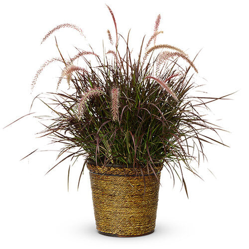 Purple Fountain Grass (Proven Winners)
