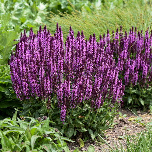 'Pink Profusion' Salvia (Proven Winners)
