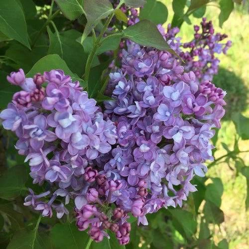 Scentara Double Blue Lilac (Proven Winners)