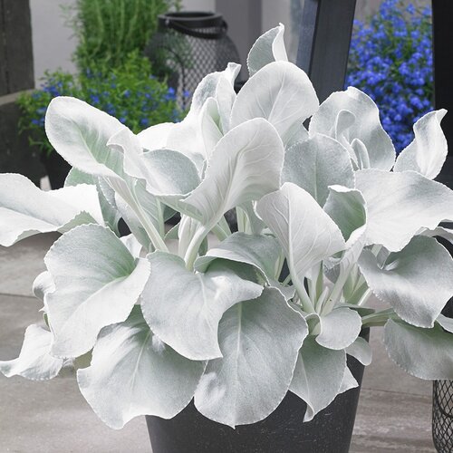 Angel Wings Sea Cabbage