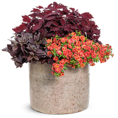 ColorBlaze Royale Cherry Brandy Coleus (Proven Winners)