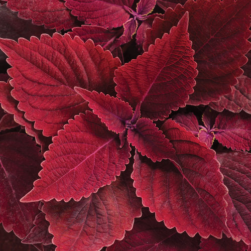 ColorBlaze Rediculous Coleus (Proven Winners)