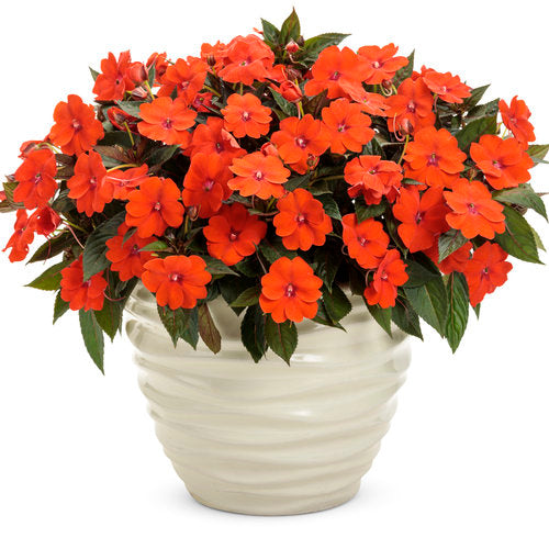 SunPatiens Compact Impatiens Orange