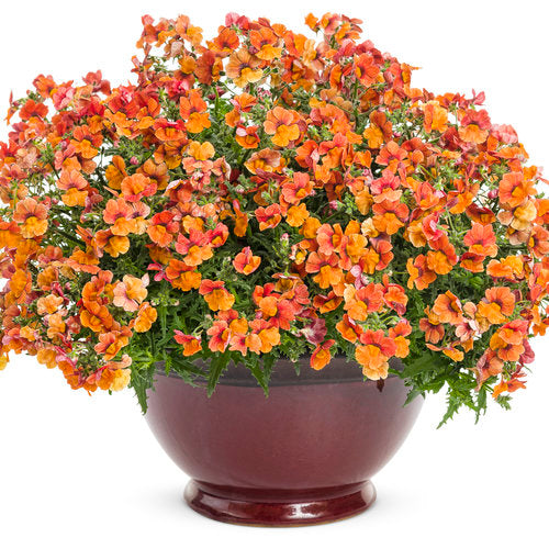 Sunsatia Nemesia Blood Orange (Proven Winners)
