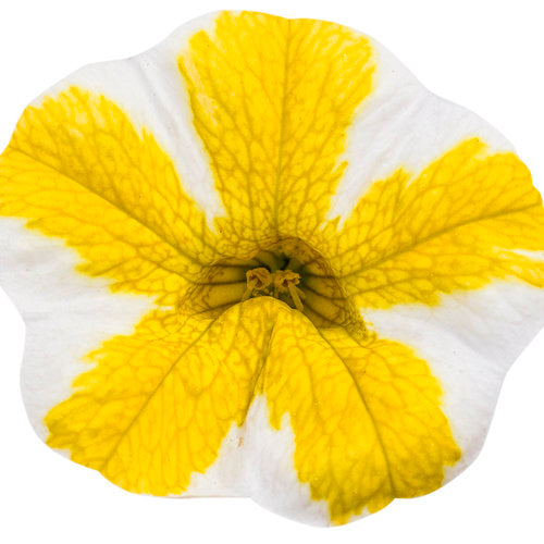 Superbells Lemon Slice (Proven Winners)