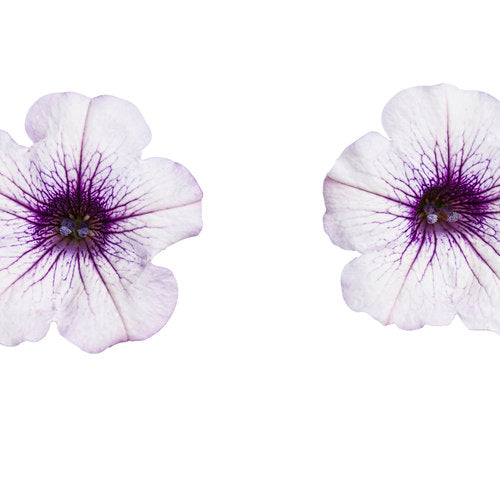 Supertunia Petunia Blue Vein (Proven Winners)