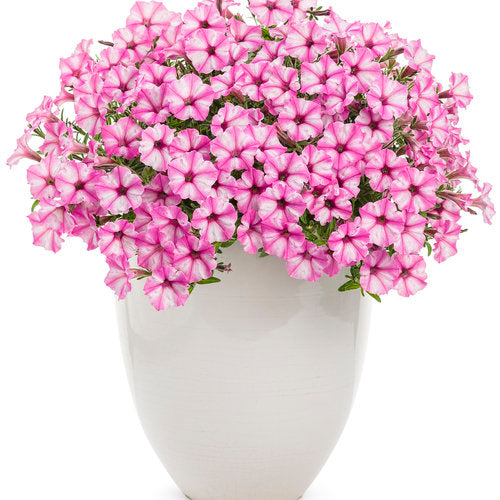 Supertunia Petunia Mini Vista Pink Star (Proven Winners)