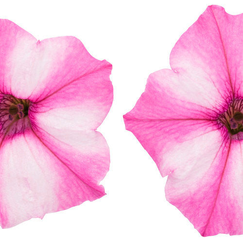 Supertunia Petunia Mini Vista Pink Star (Proven Winners)