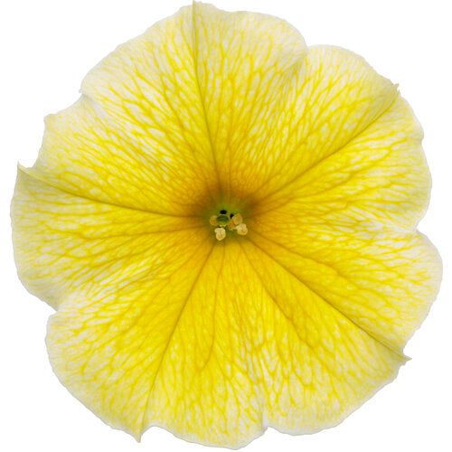 Supertunia Petunia Saffron Finch (Proven Winners)