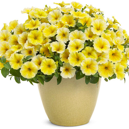 Supertunia Petunia Saffron Finch (Proven Winners)