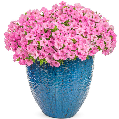 Supertunia Petunia Vista Bubblegum (Proven Winners)