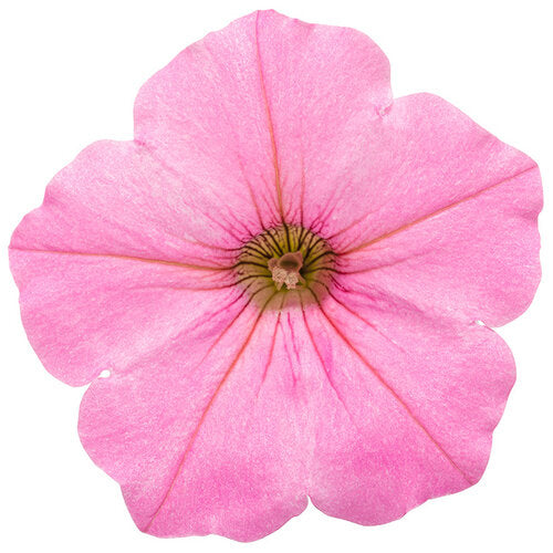 Supertunia Petunia Vista Bubblegum (Proven Winners)