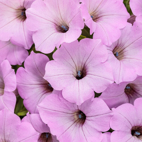 NEW! Supertunia Petunia Vista Cool Jazz (Proven Winners