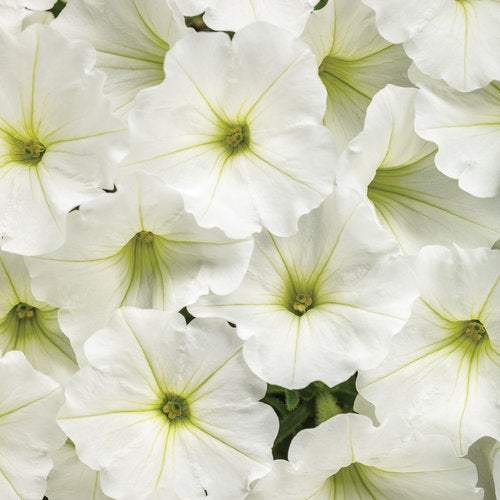 Supertunia Petunia Vista Snowdrift (Proven Winners)