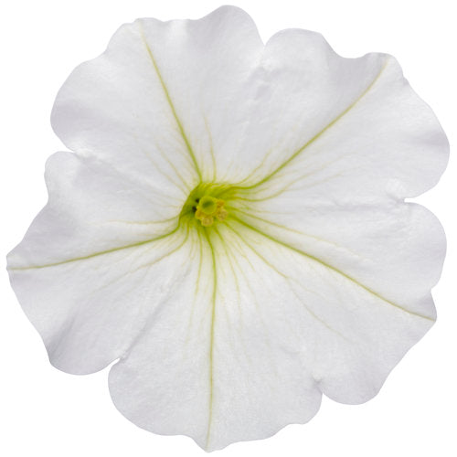Supertunia Petunia Vista Snowdrift (Proven Winners)