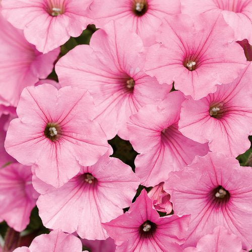 Supertunia Petunia Vista Bubblegum (Proven Winners)