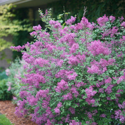 Bloomerang Dark Purple Dwarf Lilac (Proven Winners)