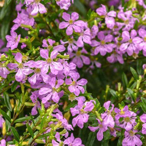 Enchantia Cuphea Lavender