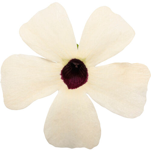 Coconut-A-Peel Thunbergia (Proven Winners)