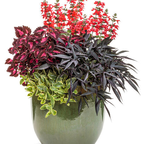 Illusion Midnight Lace Sweet Potato Vine (Proven Winners)