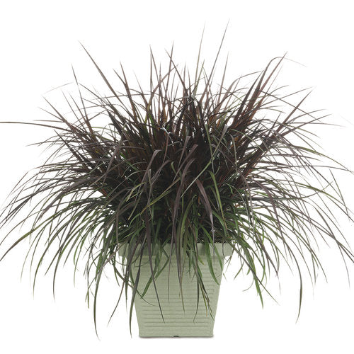 Vertigo Purple Fountain Grass (Proven Winners)