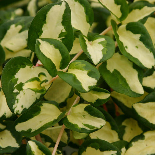 'Wojo's Jem' Vinca Vine