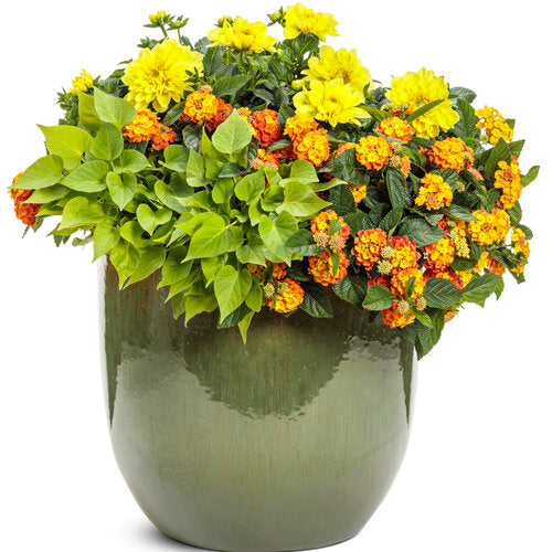 Sweet Caroline Sweetheart Lime Sweet Potato Vine (Proven Winners)