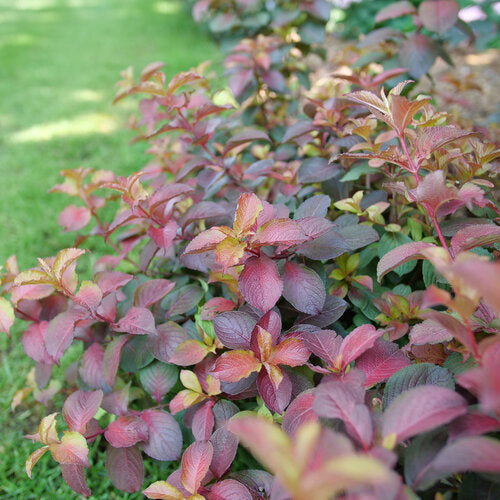 Midnight Sun Weigela (Proven Winners)