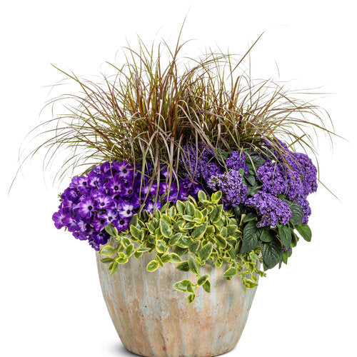 NEW!! Supertunia Petunia Tiara Blue (Proven Winners)