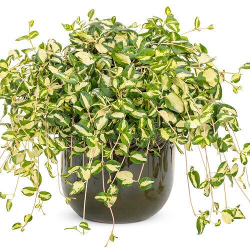 'Wojo's Jem' Vinca Vine