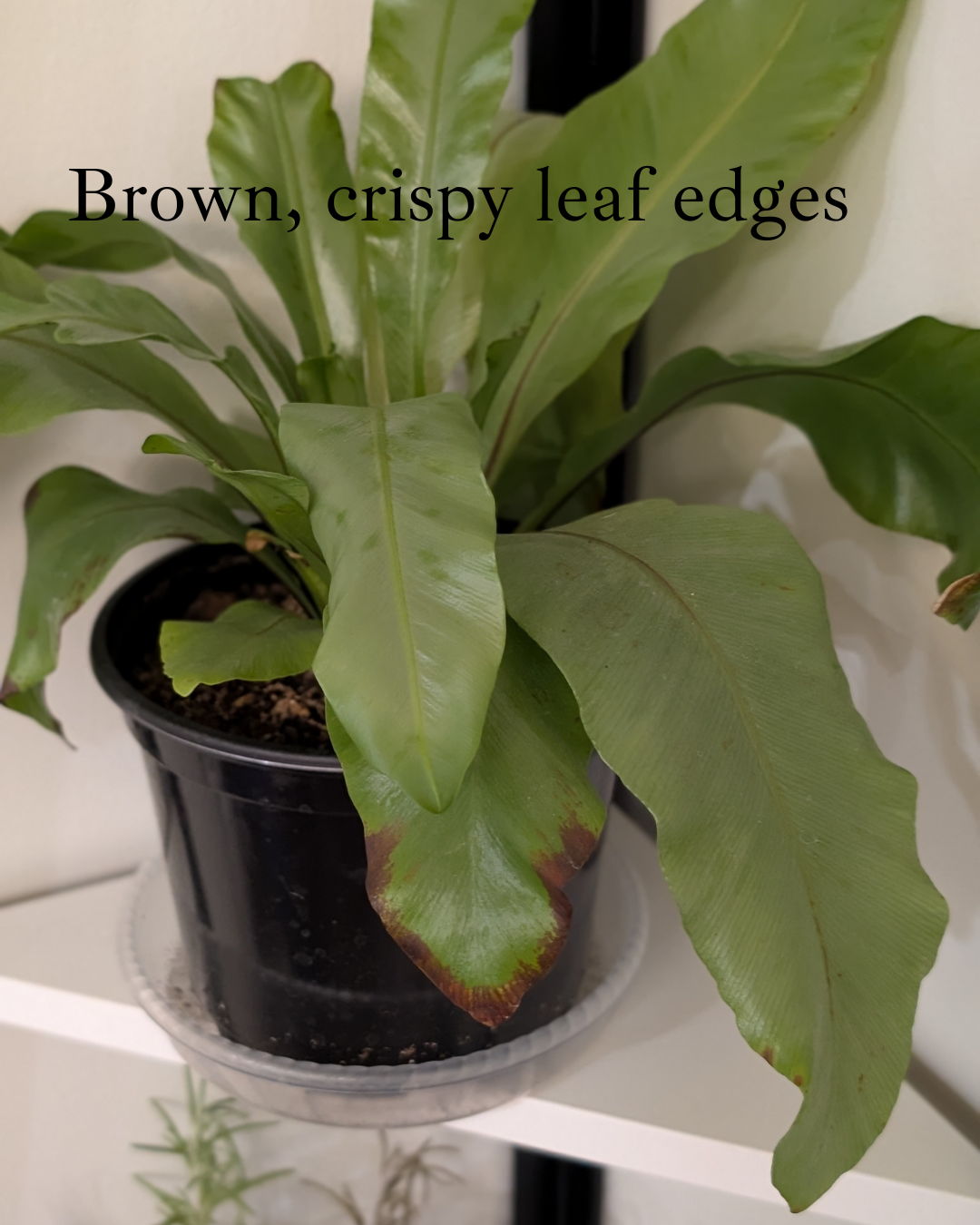 Signs of Low Humidity in Plants & How to Fix It