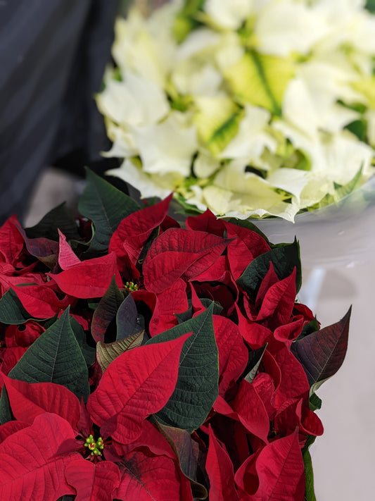 Caring for Your Poinsettia