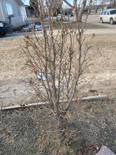 Help! Deer ate my Evergreens - Will They Grow Back?