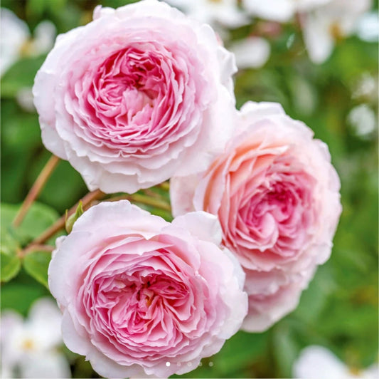 Growing David Austin Roses in Saskatchewan