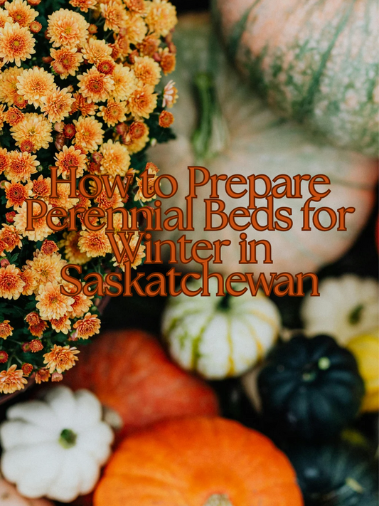 How to Prepare Perennial Beds for Winter in Saskatchewan