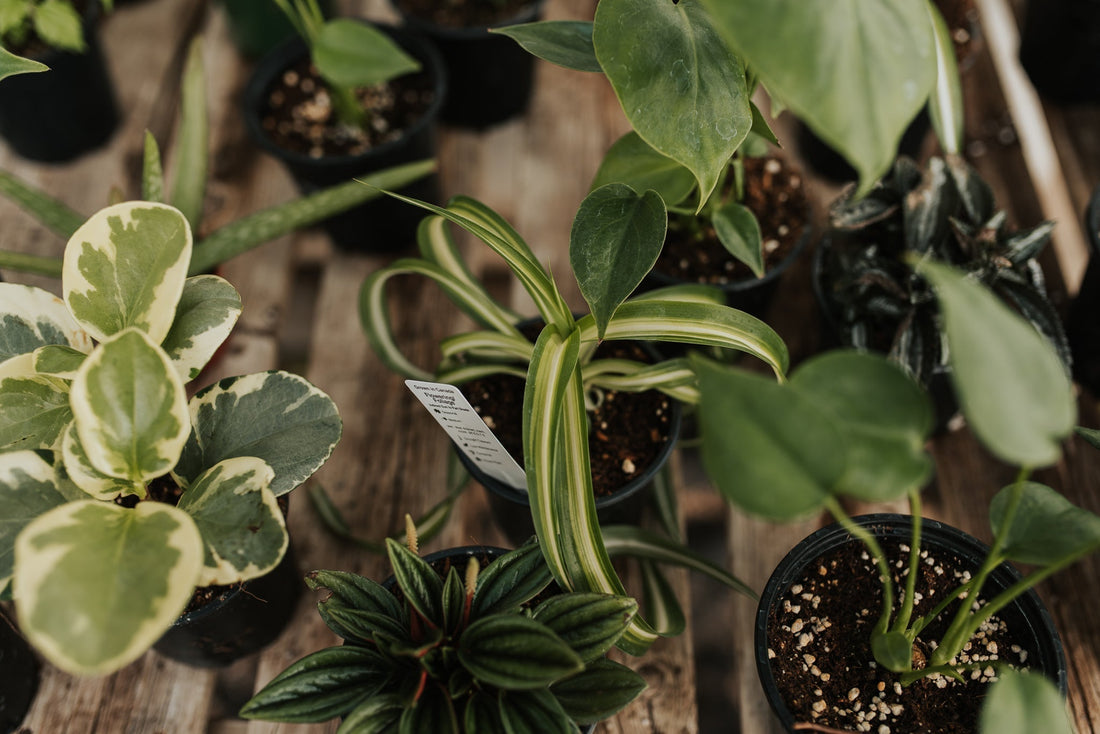 Unboxing your new Plants!