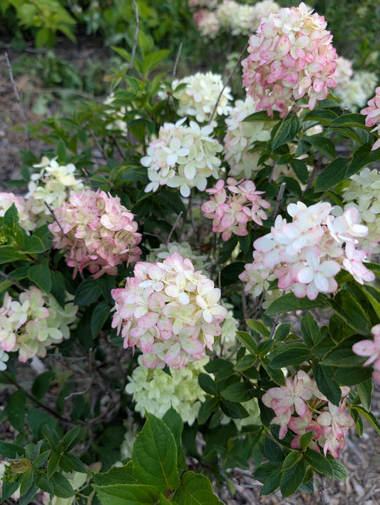 Why Fall is the Perfect Time to Plant Trees and Shrubs in Southwest Saskatchewan