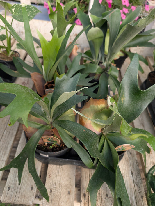 How to Keep Your Houseplants Happy in January