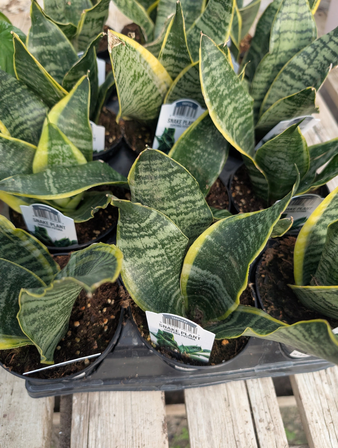 Why We Don't Fertilize House Plants during the Winter